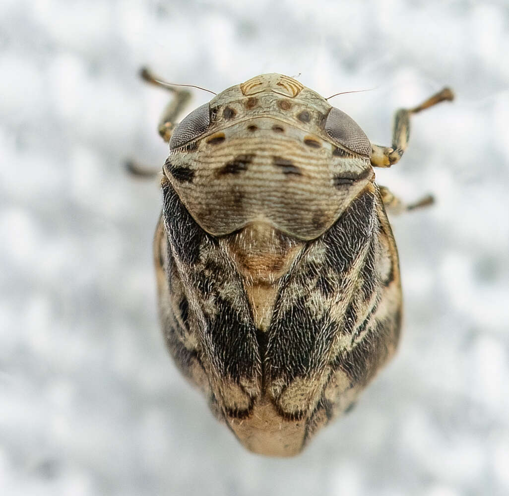 Image de Clastoptera laevigata Hamilton 2015