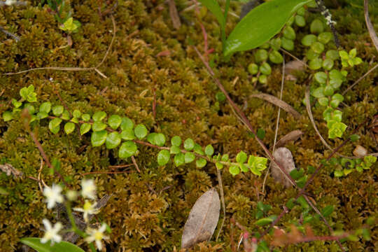 Image of creeping snowberry