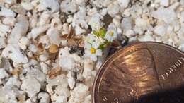 Image of San Bernardino Mountain gilia