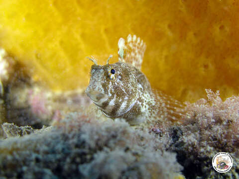 Image of Tentacled Blenny