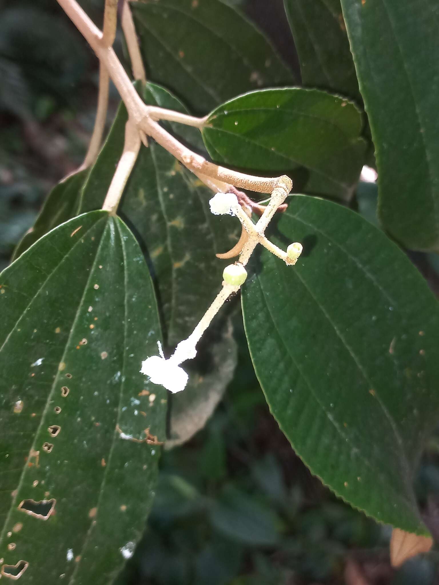 Image of Miconia cinerascens Miq.