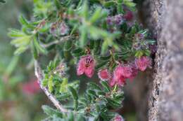 Image of bloodbell heath