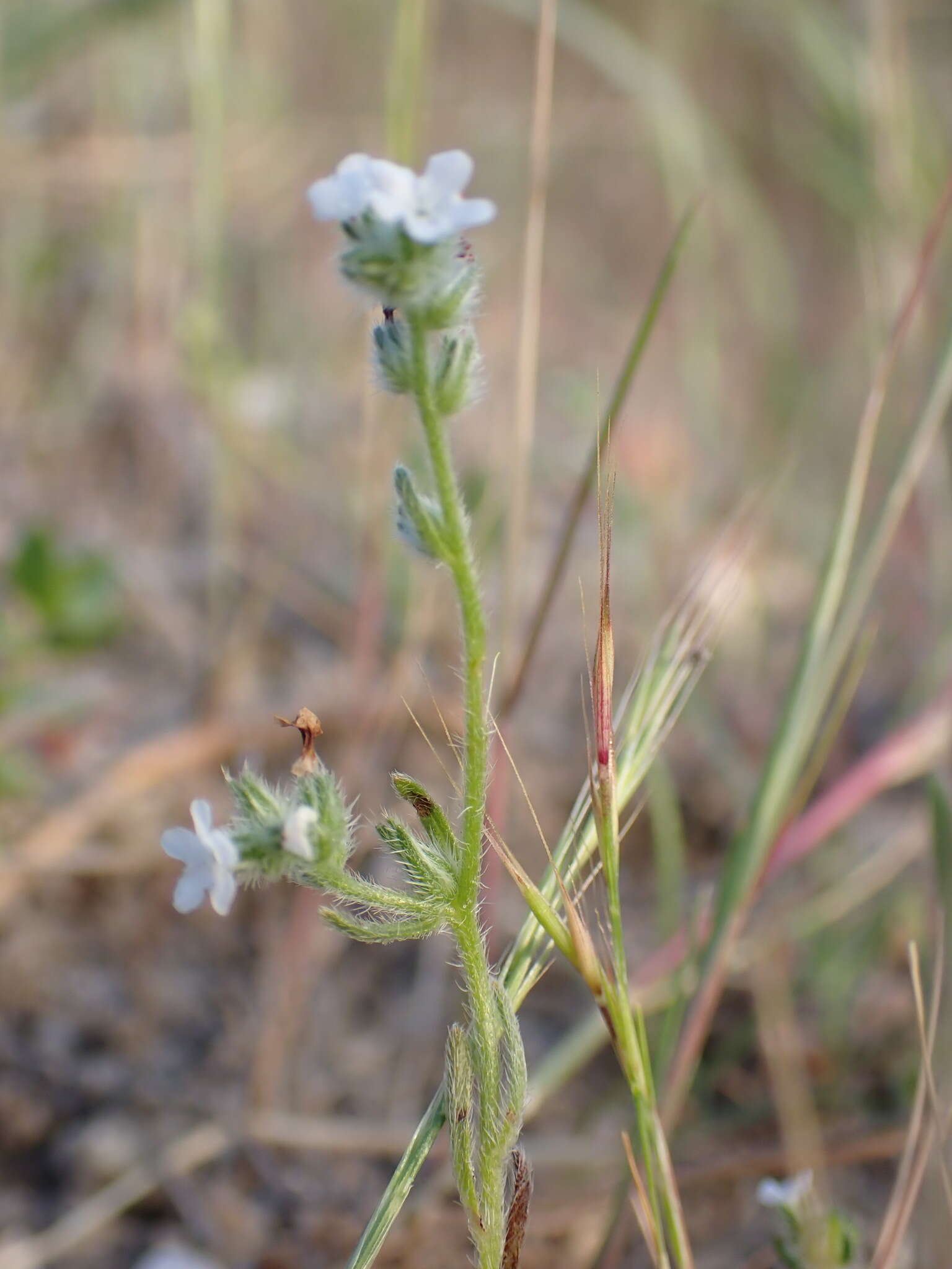 Plancia ëd Cryptantha wigginsii I. M. Johnst.