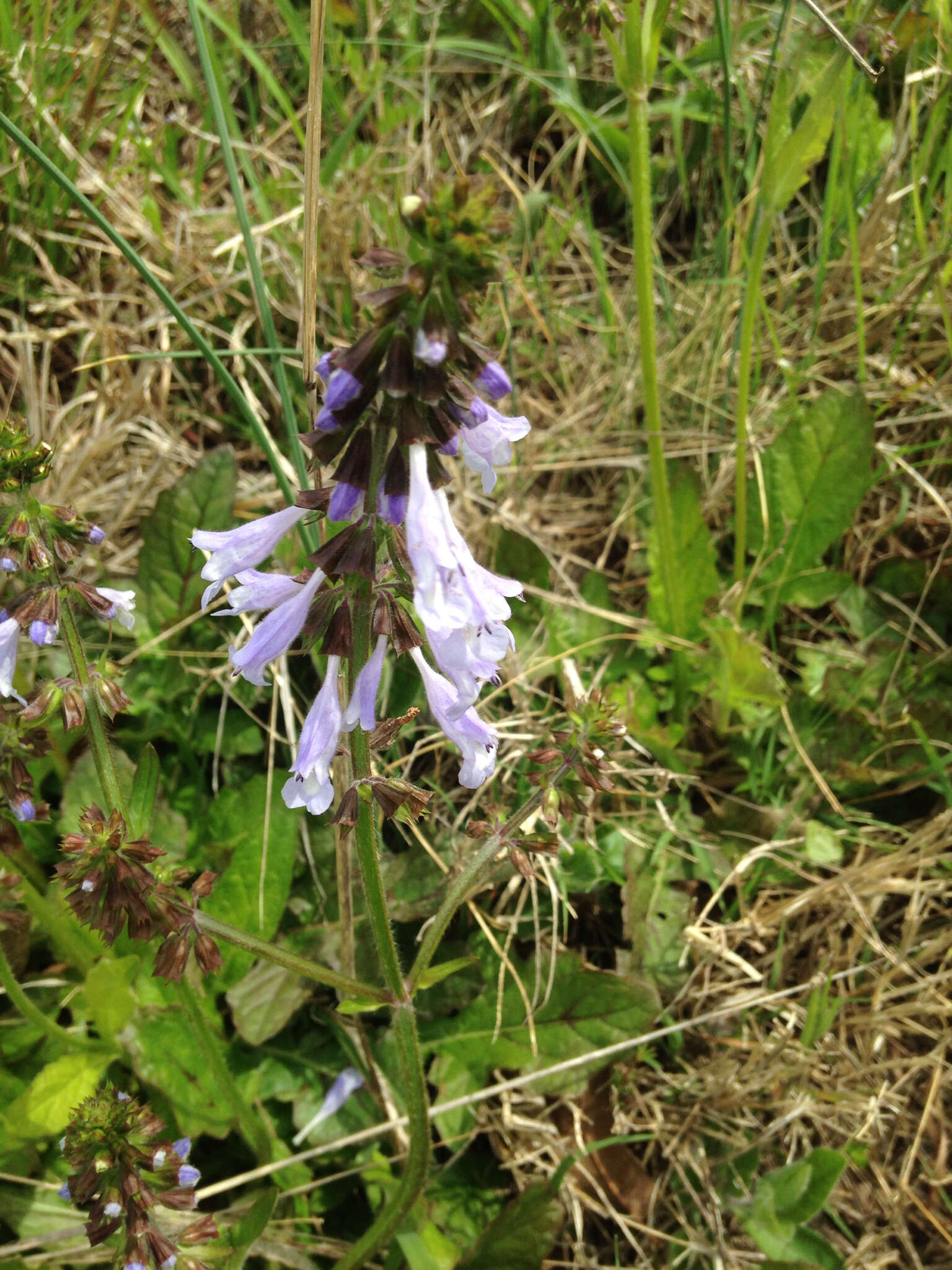 Image of lyreleaf sage