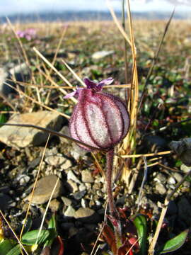 Image de Silene uralensis (Ruprecht) Bocquet