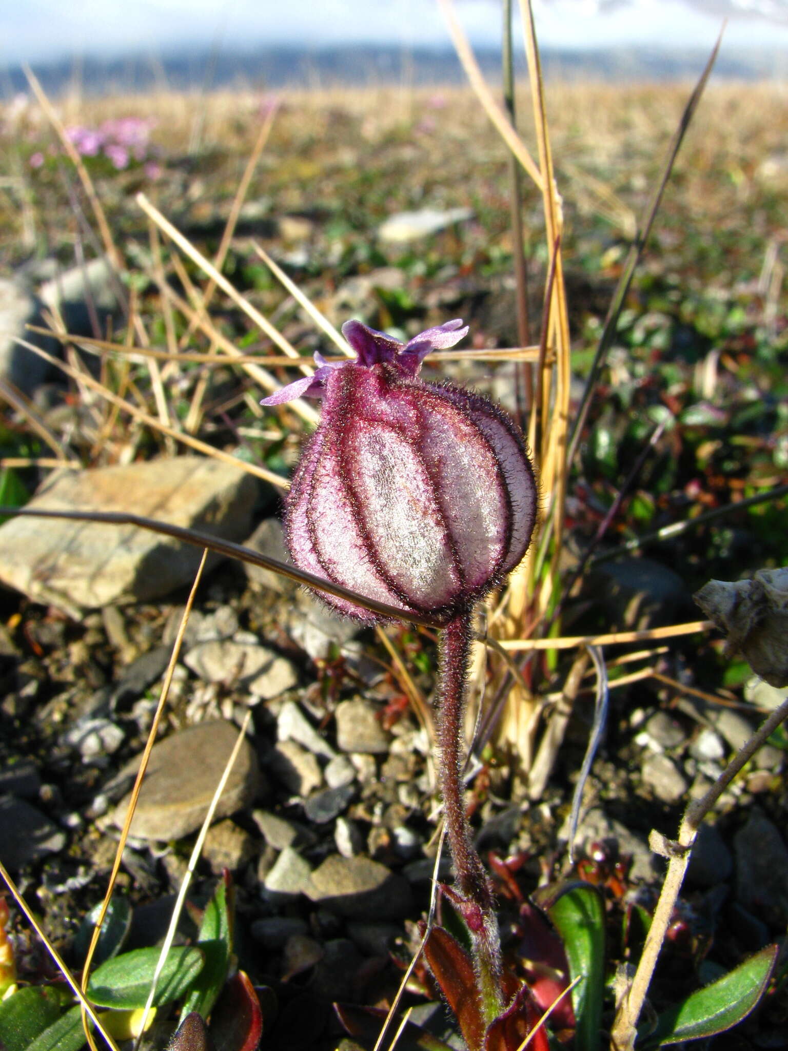 Image of apetalous catchfly