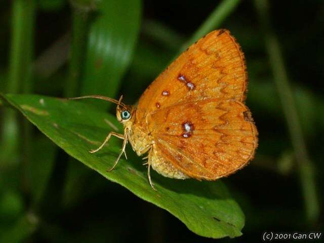 Image of Tetragonus lycaenoides (Felder, C., Felder & R. 1874)