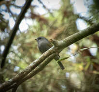 Image of Uniform Finch