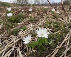 Image of Anemone raddeana Regel