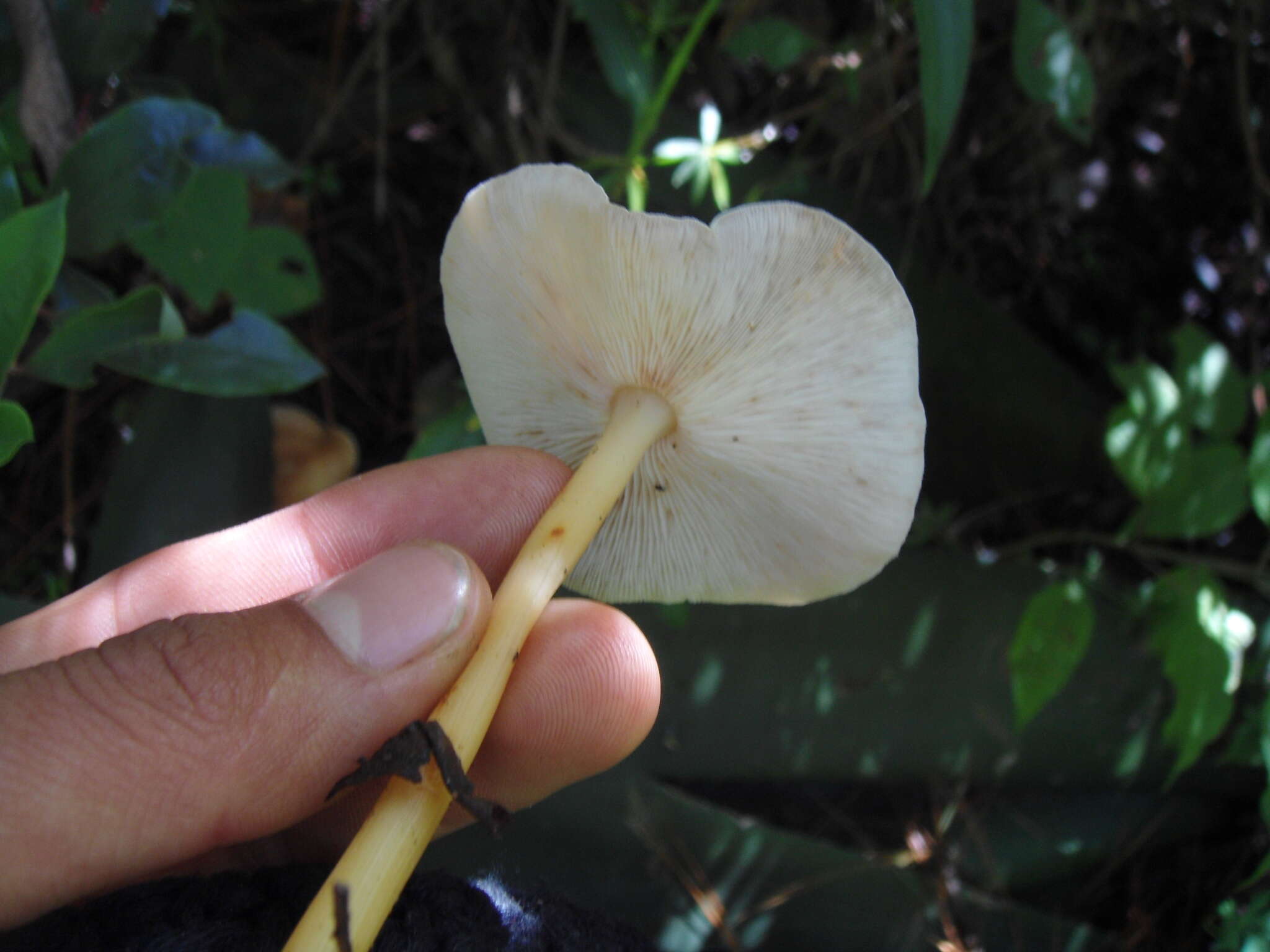 Image of Gymnopilus dryophilus Murrill 1943