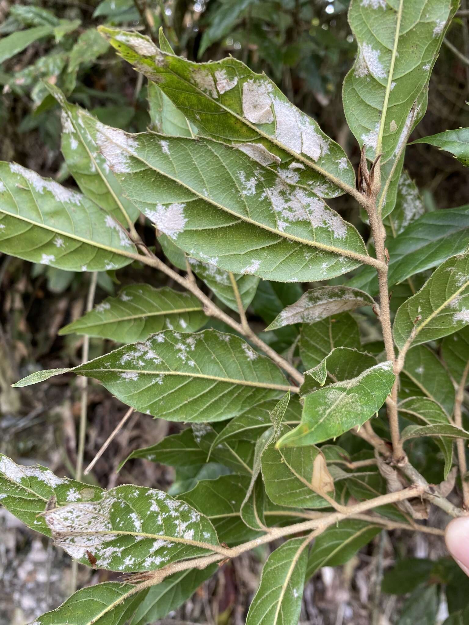 Image of Quercus spinosa subsp. miyabei (Hayata) A. Camus