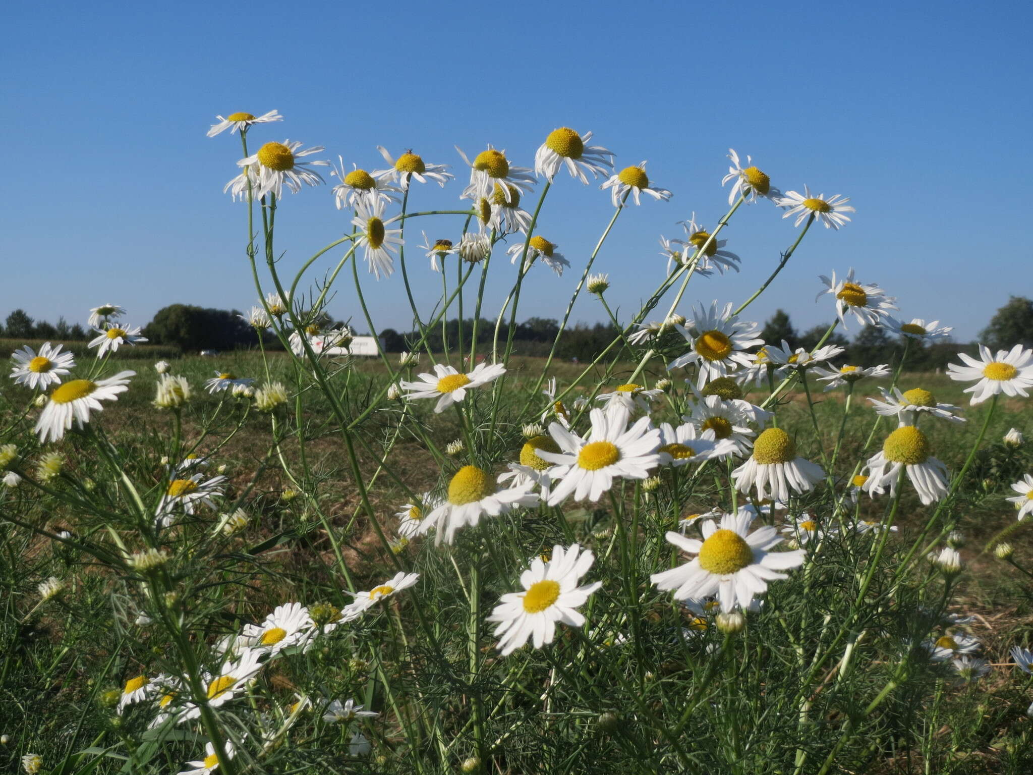 Image of scentless false mayweed