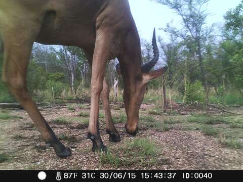 Image of Western Hartebeest