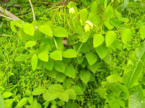 Слика од Lathyrus davidii Hance