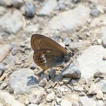 Image of scarce heath