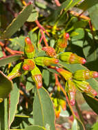 Image of Eucalyptus angulosa Schauer