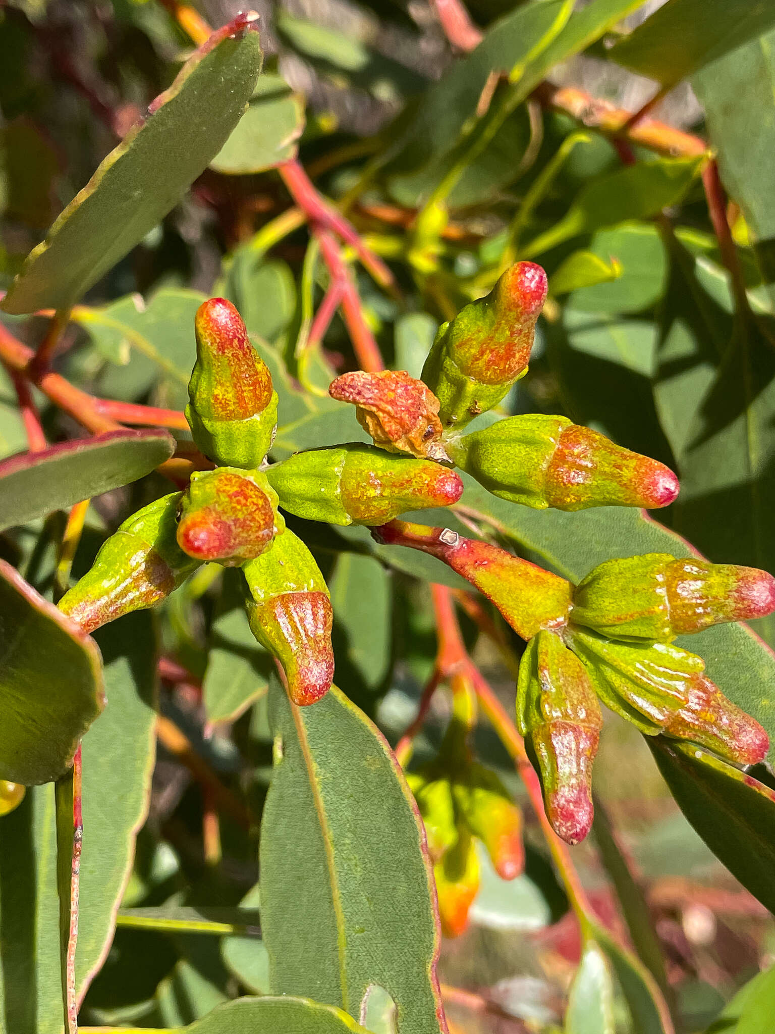 Image of Eucalyptus angulosa Schauer