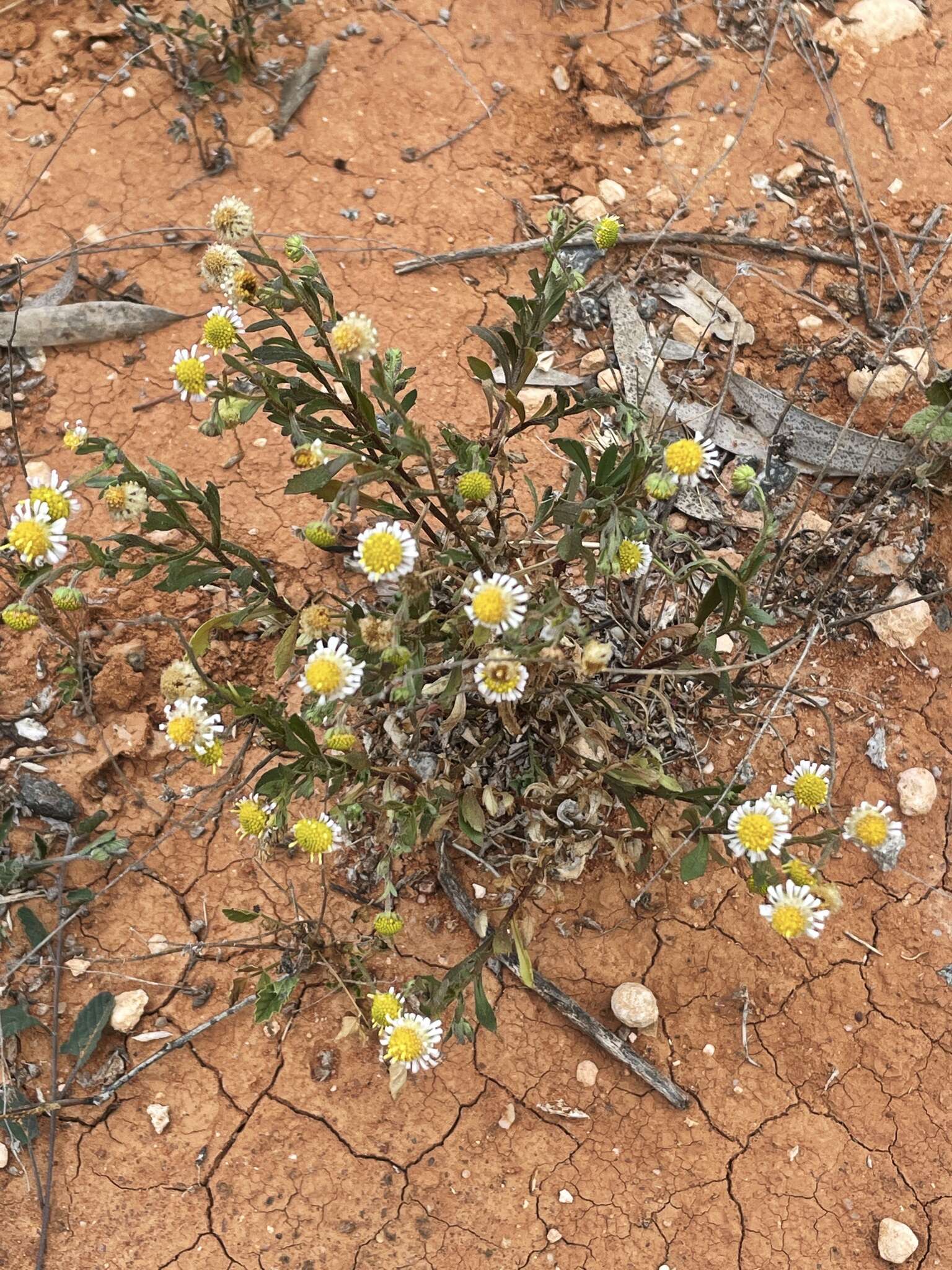 Image of Calotis plumulifera F. Müll.