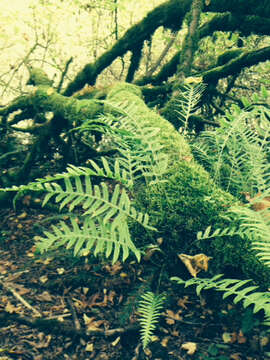 Image of licorice fern