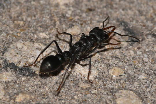 Image of Myrmecia clarki Crawley 1922