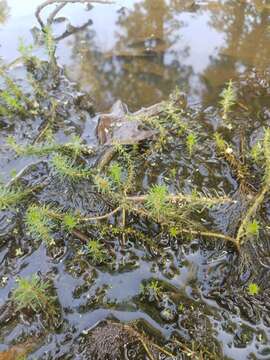 Image of Eastern water-milfoil