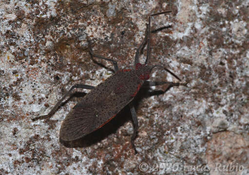 Image of Jadera parapectoralis Göllner-Scheiding 1979