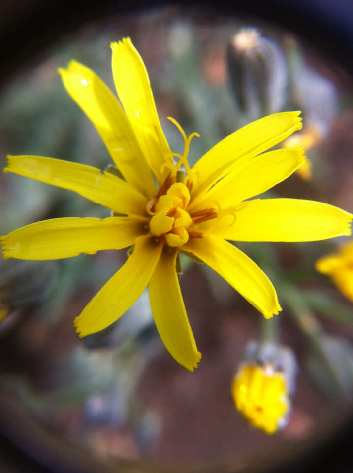 Image of limestone hawksbeard