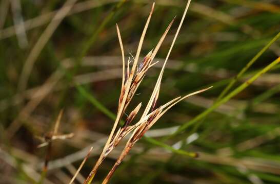 Image of Schoenus pauciflorus (Hook. fil.) Hook. fil.