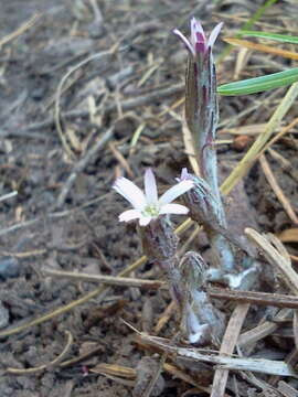 Leibnitzia lyrata (Sch. Bip.) G. L. Nesom resmi