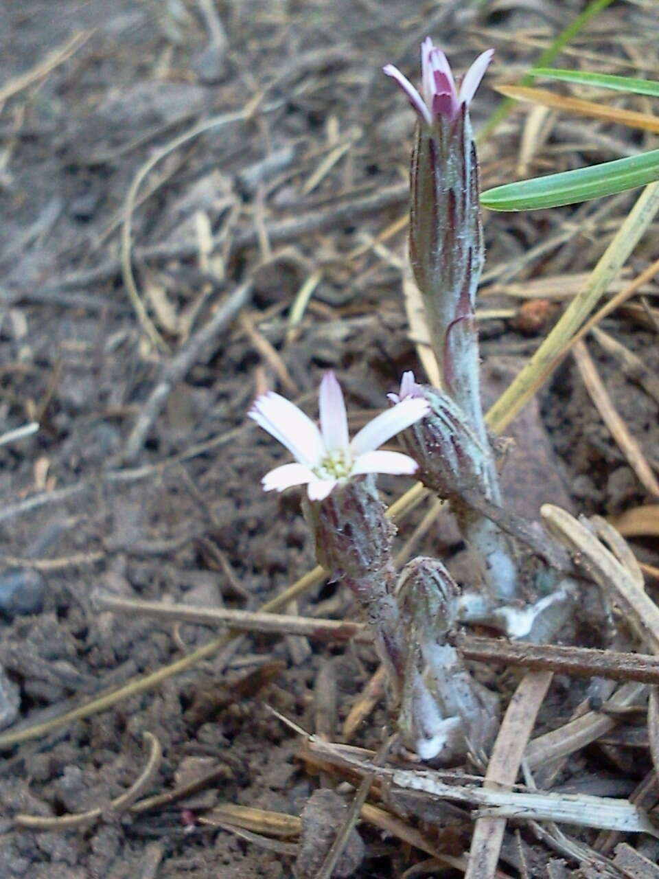 Image de Leibnitzia lyrata (Sch. Bip.) G. L. Nesom