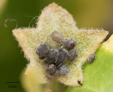 Image of Ivy aphid