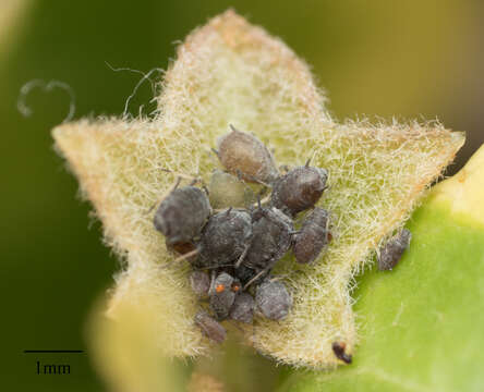 Image of Ivy aphid