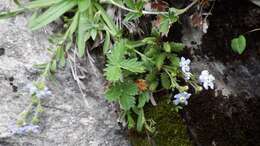 Image of snow cinquefoil