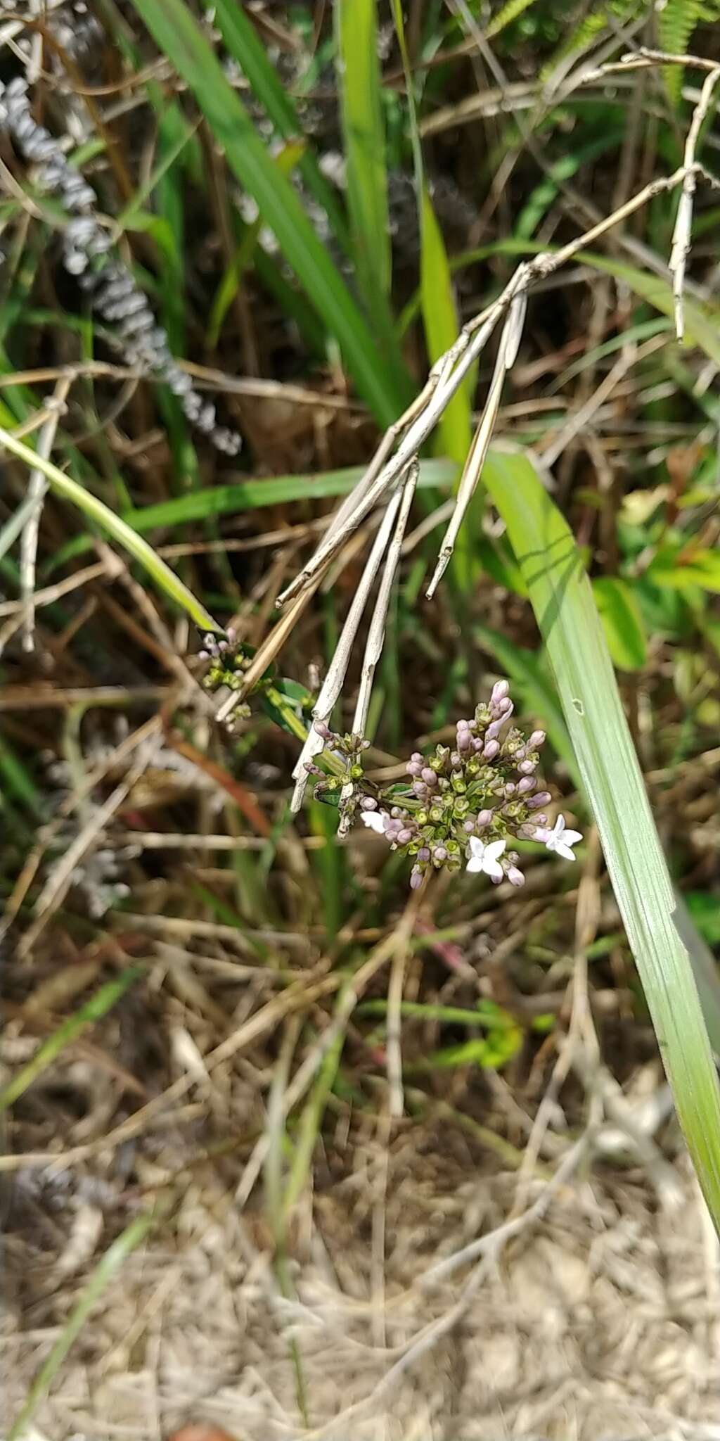 Hedyotis acutangula Champ. ex Benth.的圖片