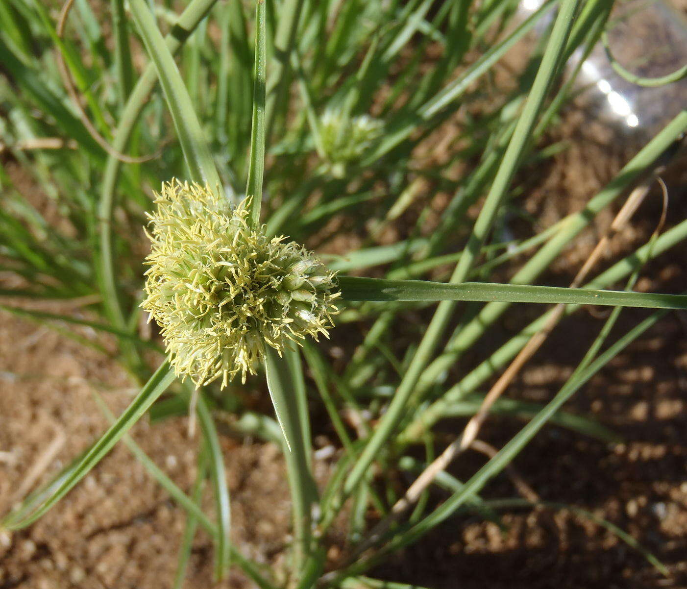 Image of Cyperus capensis (Steud.) Endl.