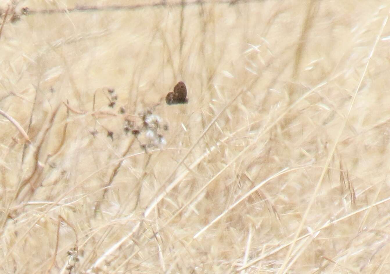 Image of Great Basin Wood Nymph