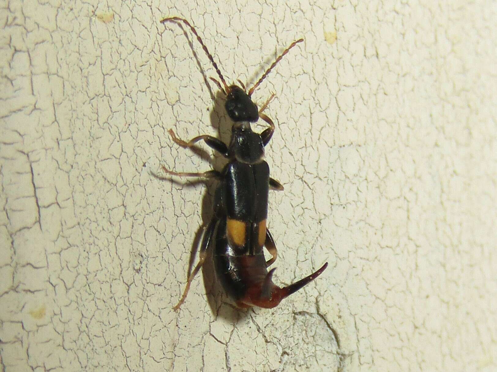 Image of Earwig