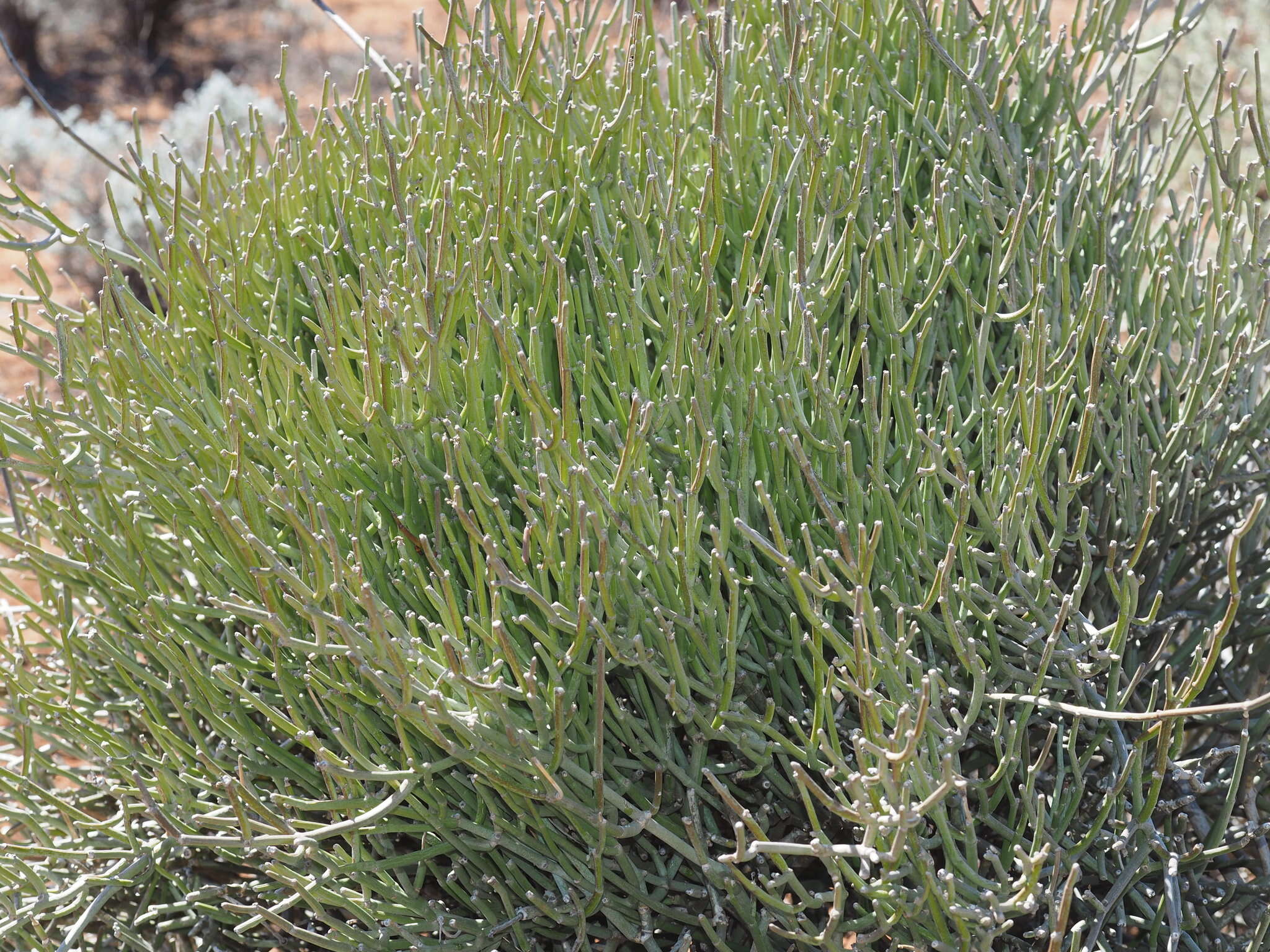 Image of Cynanchum viminale subsp. australe (R. Br.)