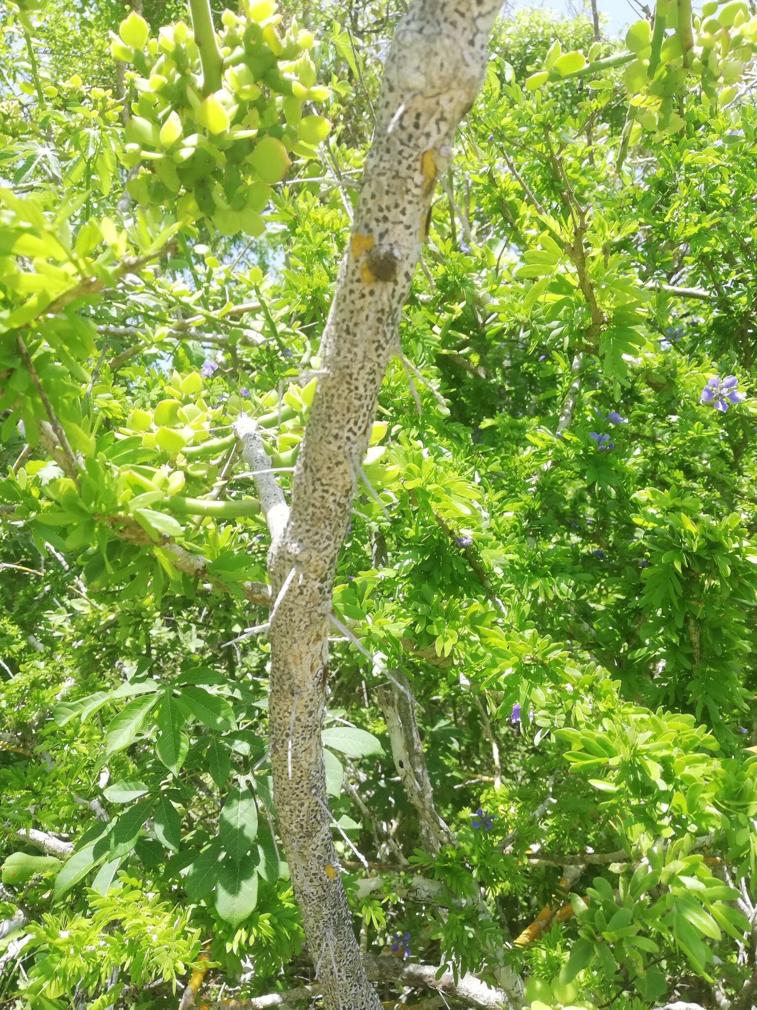 Image of Pereskiopsis rotundifolia (DC.) Britton & Rose