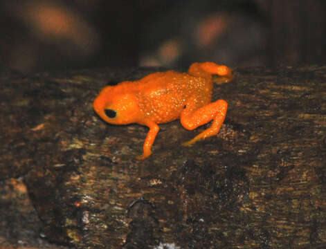 Image of Saddleback toad