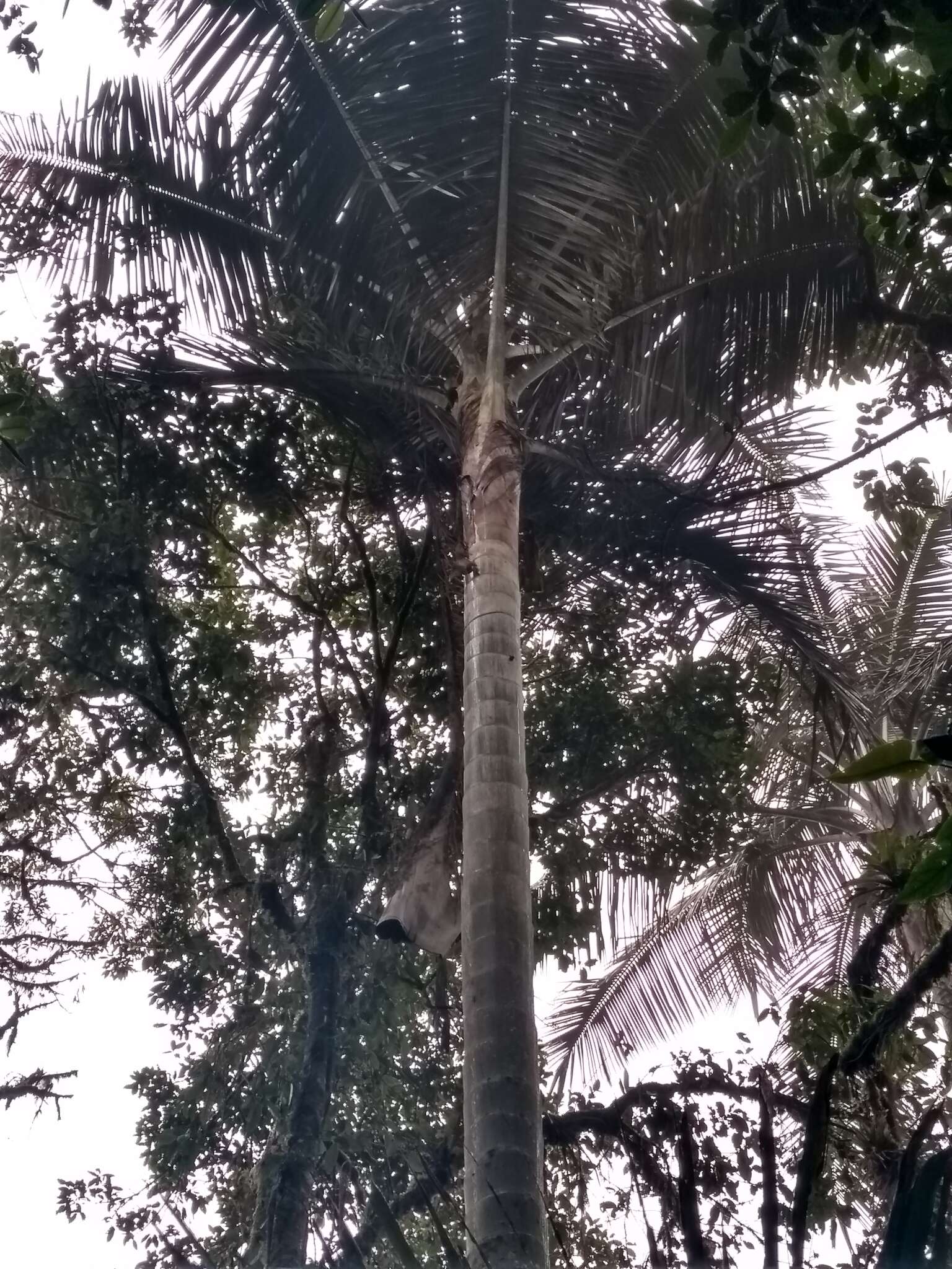 Image of Pumbo wax palm