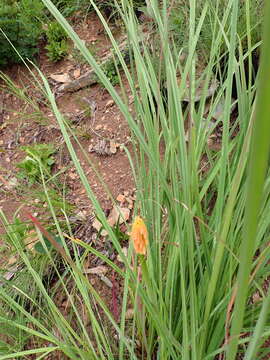 Imagem de Kniphofia galpinii Baker