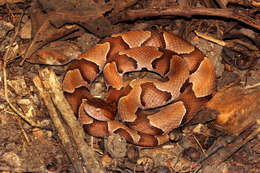 Image of Copperhead