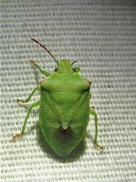 Image of Stink bug