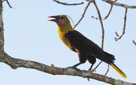 Image of Amazonian Oropendola