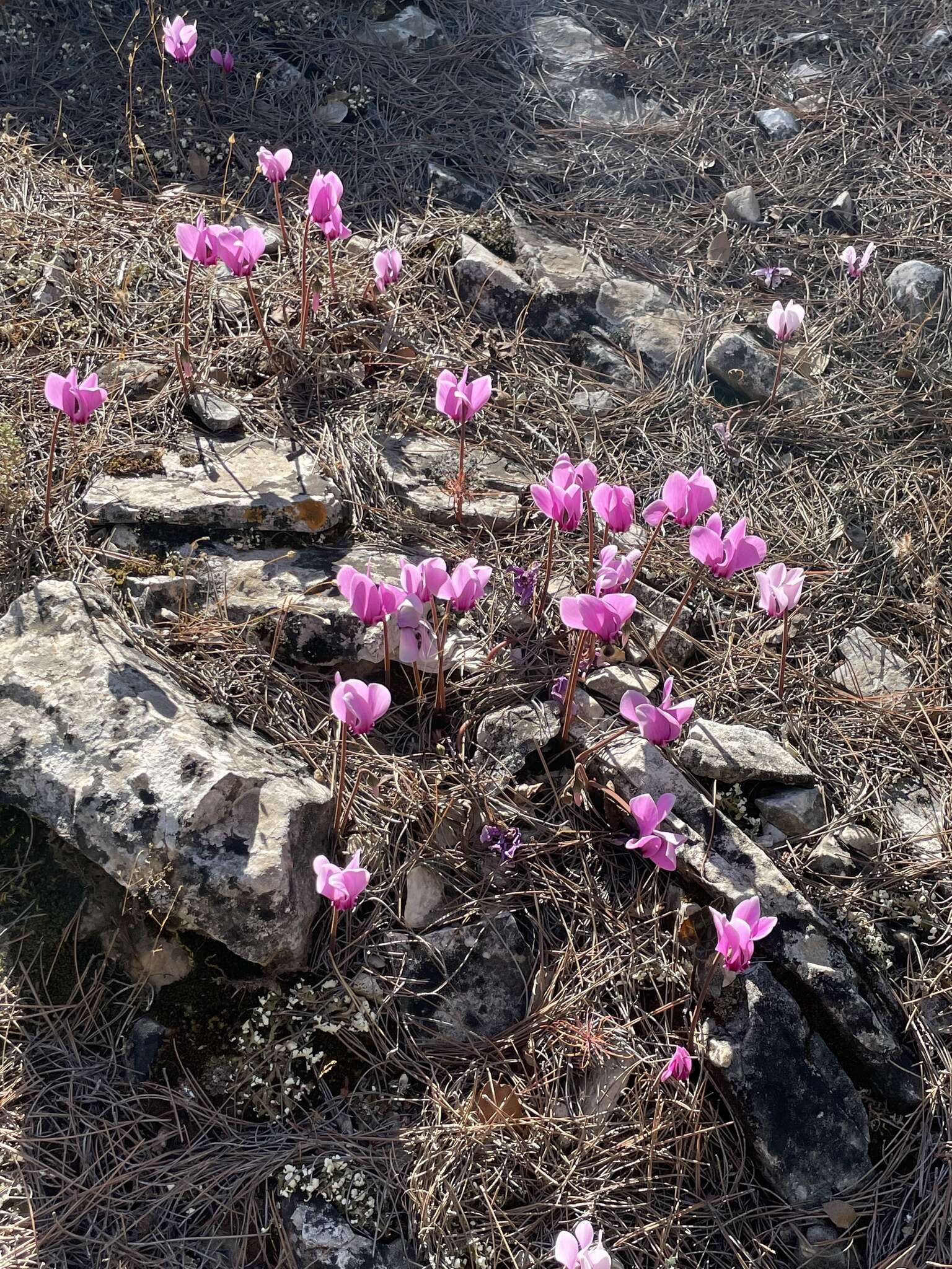 Image of Cyclamen graecum subsp. graecum