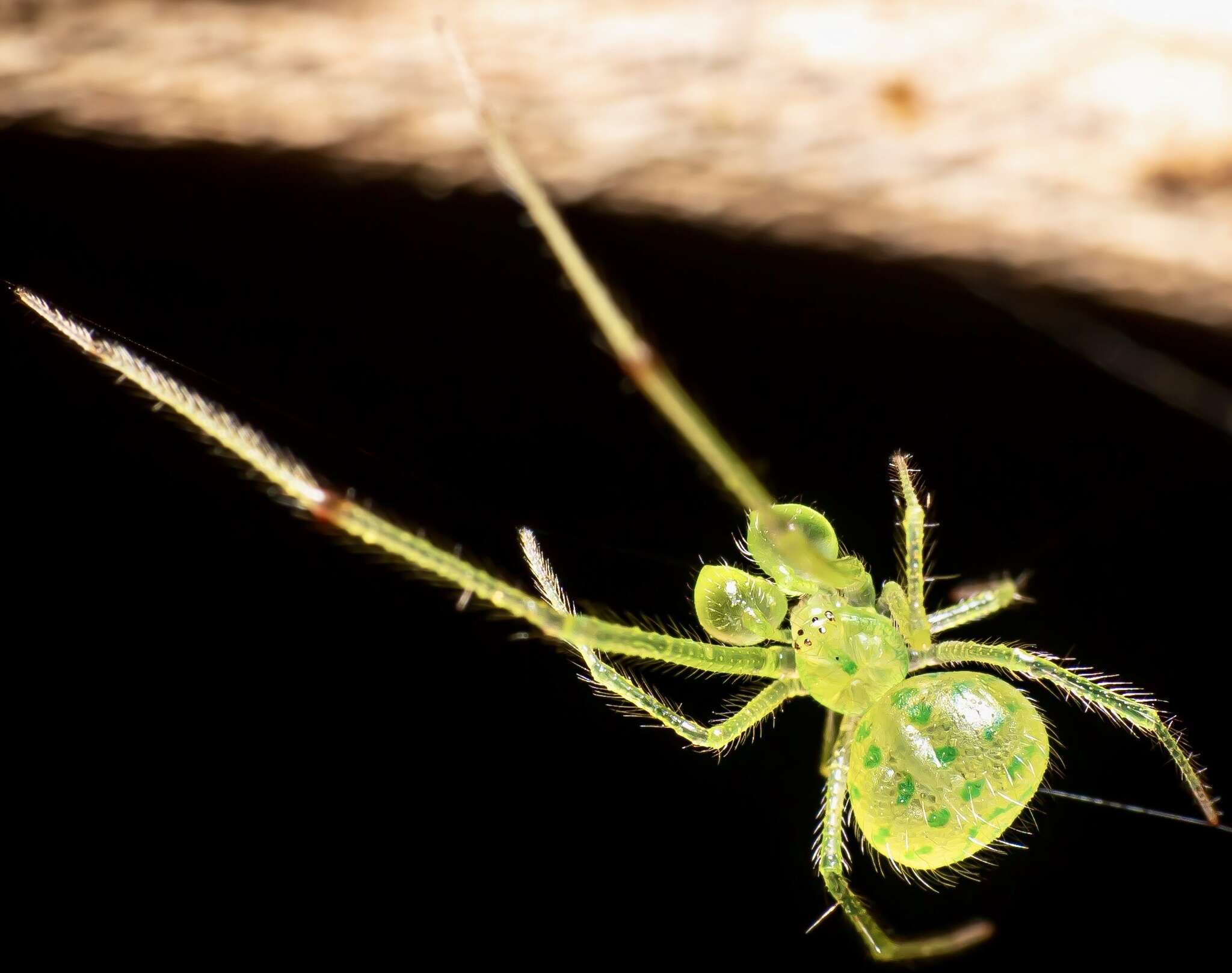 Image of Theridion biezankoi Levi 1963