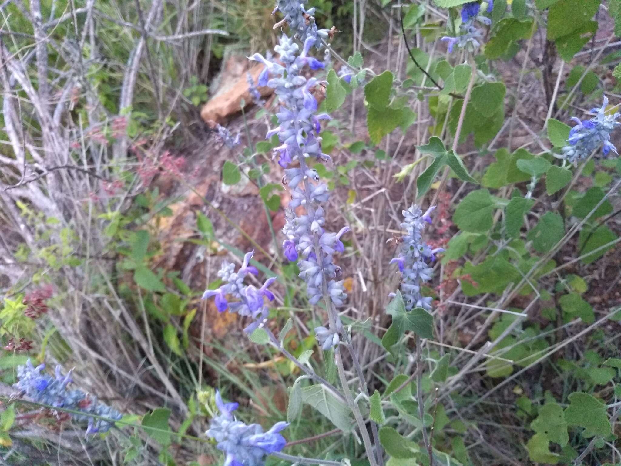 Image of Salvia pruinosa Fernald