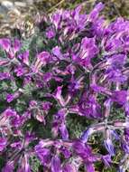 Image of <i>Oxytropis <i>arctica</i></i> var. arctica