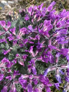 Image of <i>Oxytropis <i>arctica</i></i> var. arctica